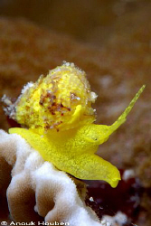 Golden wentel trap, Epitonium billeeanum. Balicasag Island. by Anouk Houben 